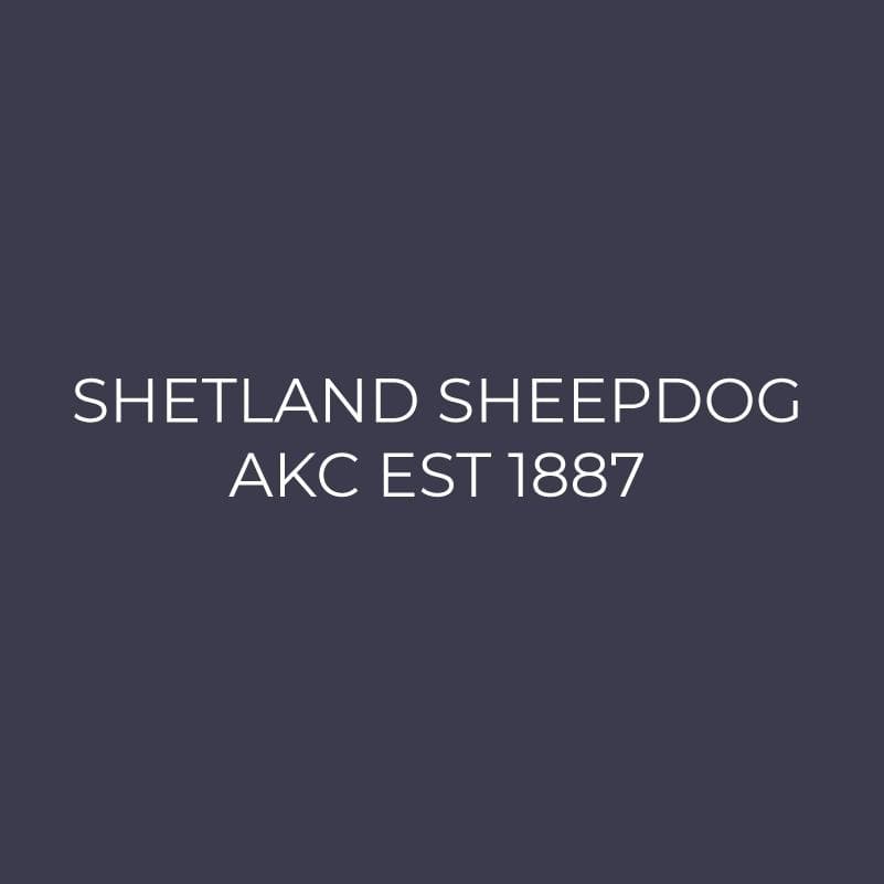 Shetland Sheepdog Embroidered AKC Men's Polo