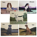 Miniature American Shepherd Placemats