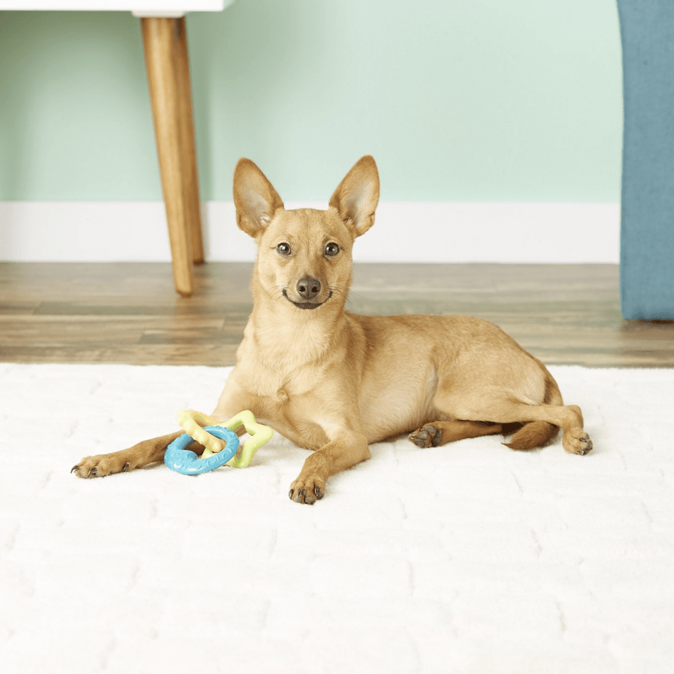 Nylabone Teething Rings Puppy Chew Toy