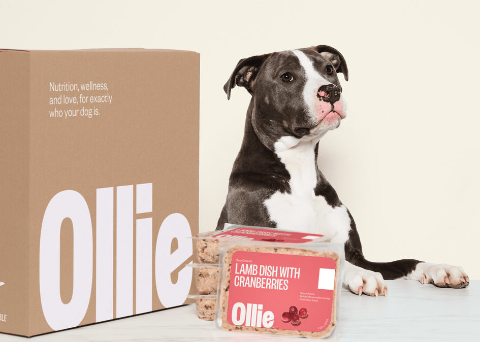Ollie Custom Dog Food Subscription