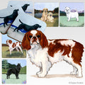 English Toy Spaniel Scenic Square Coaster