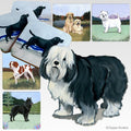 Polish Lowland Sheepdog Scenic Square Coaster